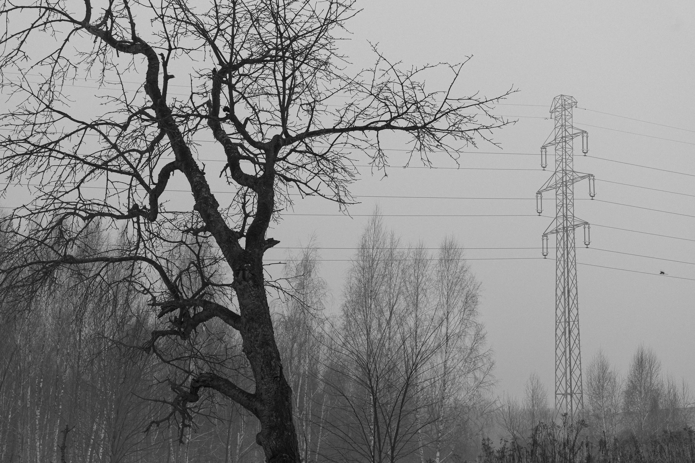 A bare tree's tangled branches stand before a high-voltage pylon in foggy black-and-white light.
