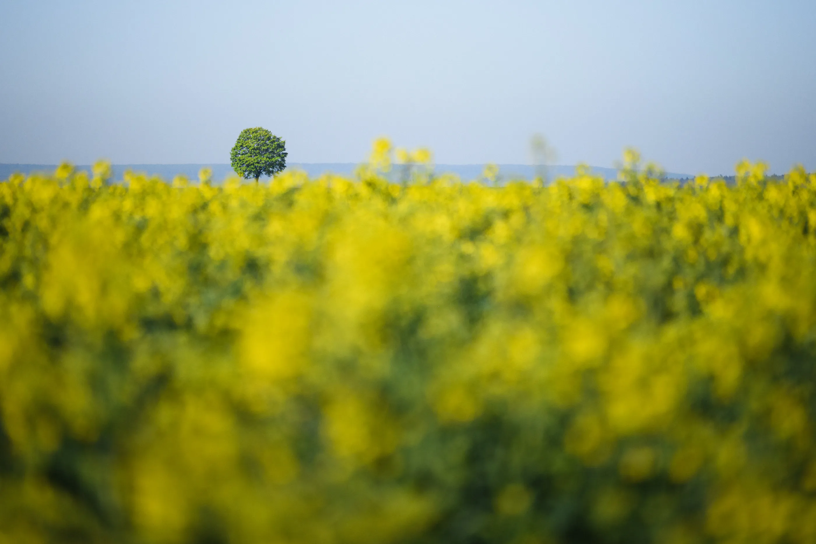 A single tree stands at the edge of a blooming yellow rapeseed field in Ponidzie.