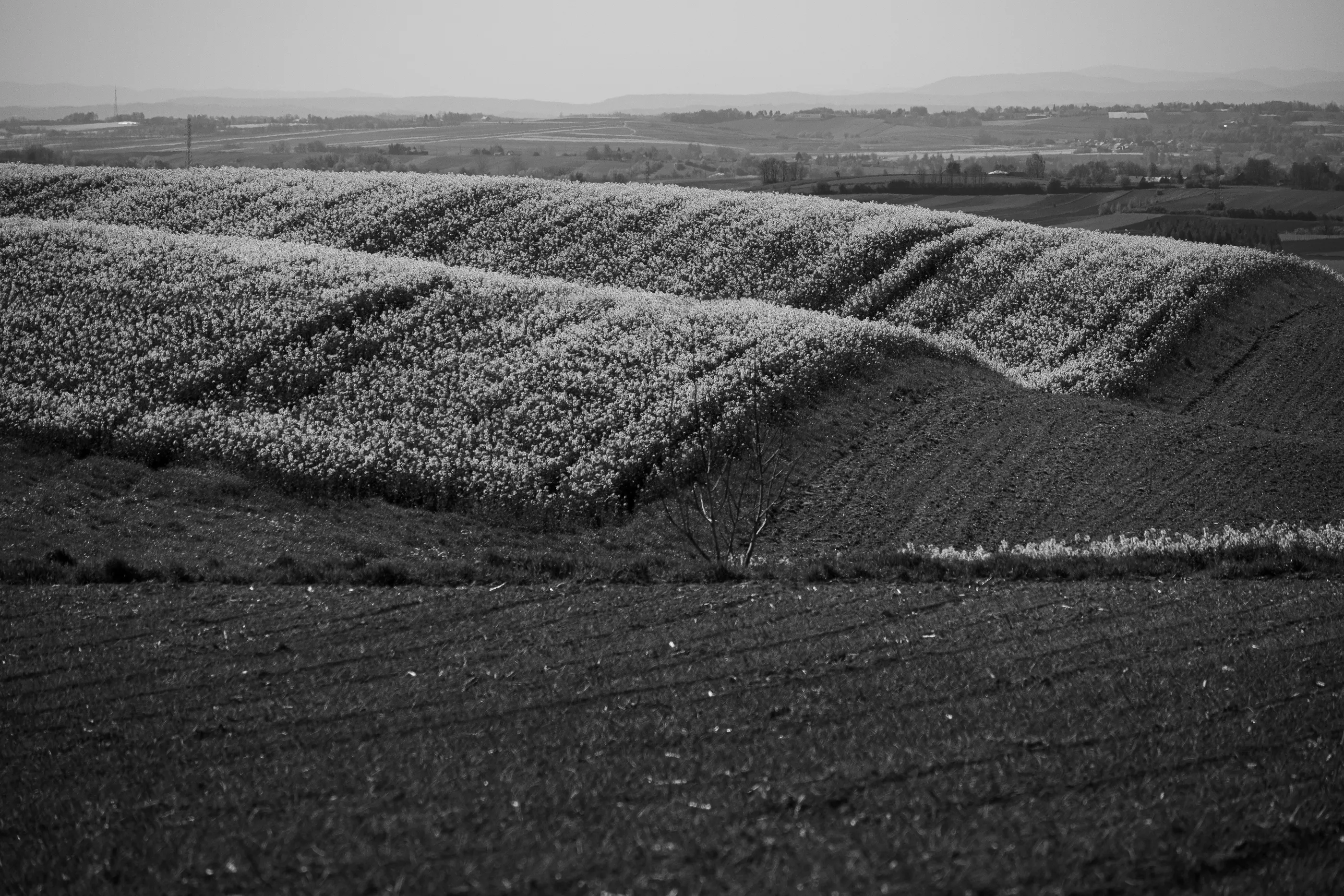 Black-and-white rolling hills blanketed in a pale flowering crop.