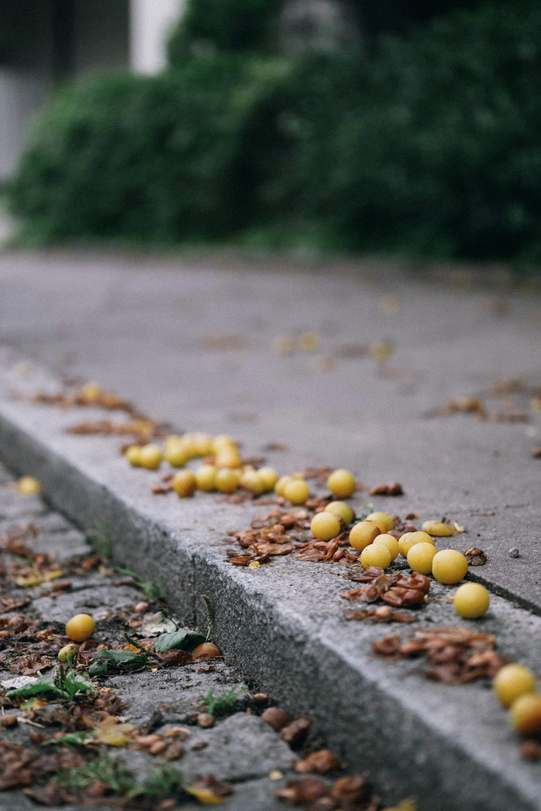 Small yellow plums scattered across a stone curb, fallen from a tree above.