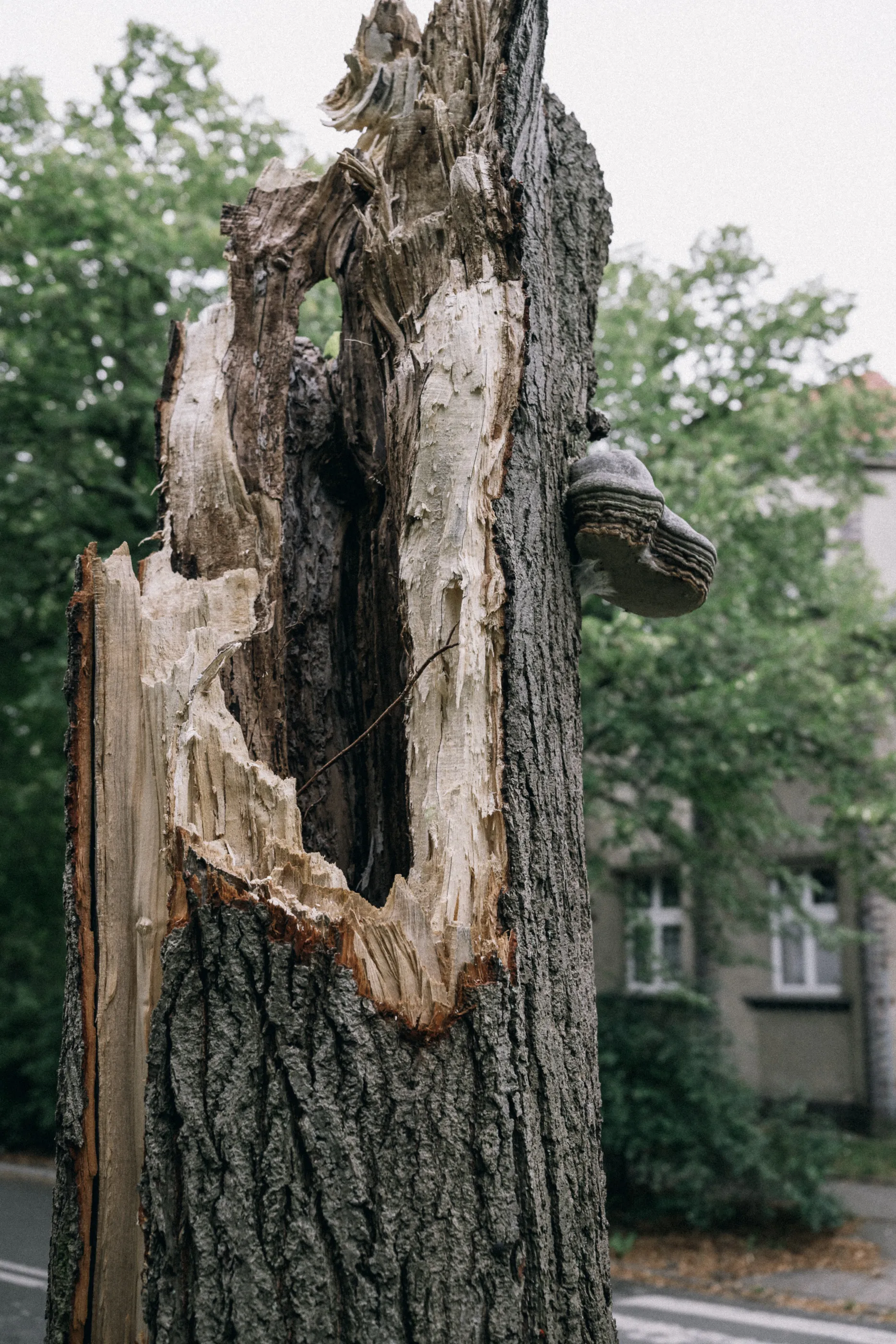Close-up of a storm-broken tree trunk, its pale hollowed wood exposed against the bark.